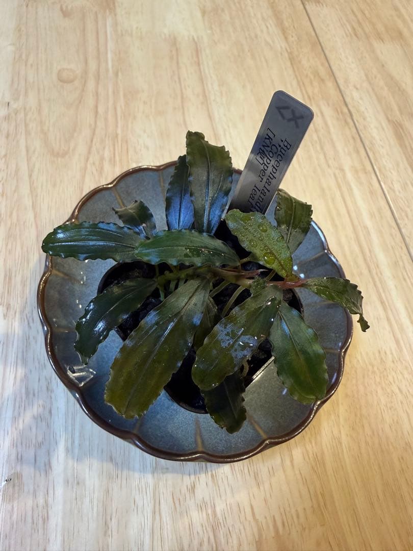 ブセファランドラお得セット C