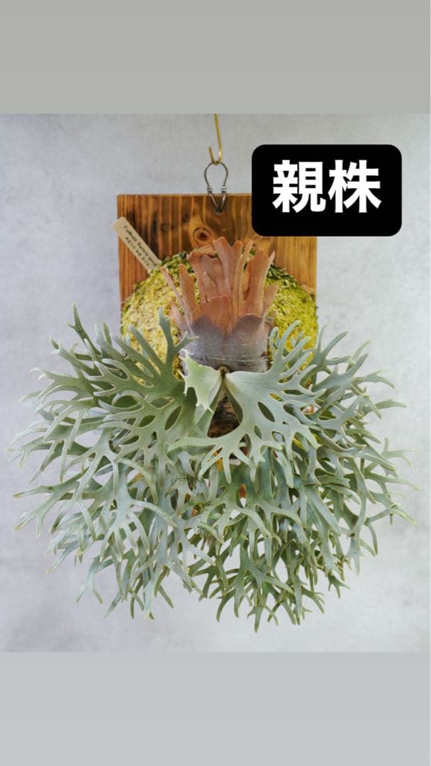 willinckii'Bacteria'spore PUPバクテリアビカクシダ②