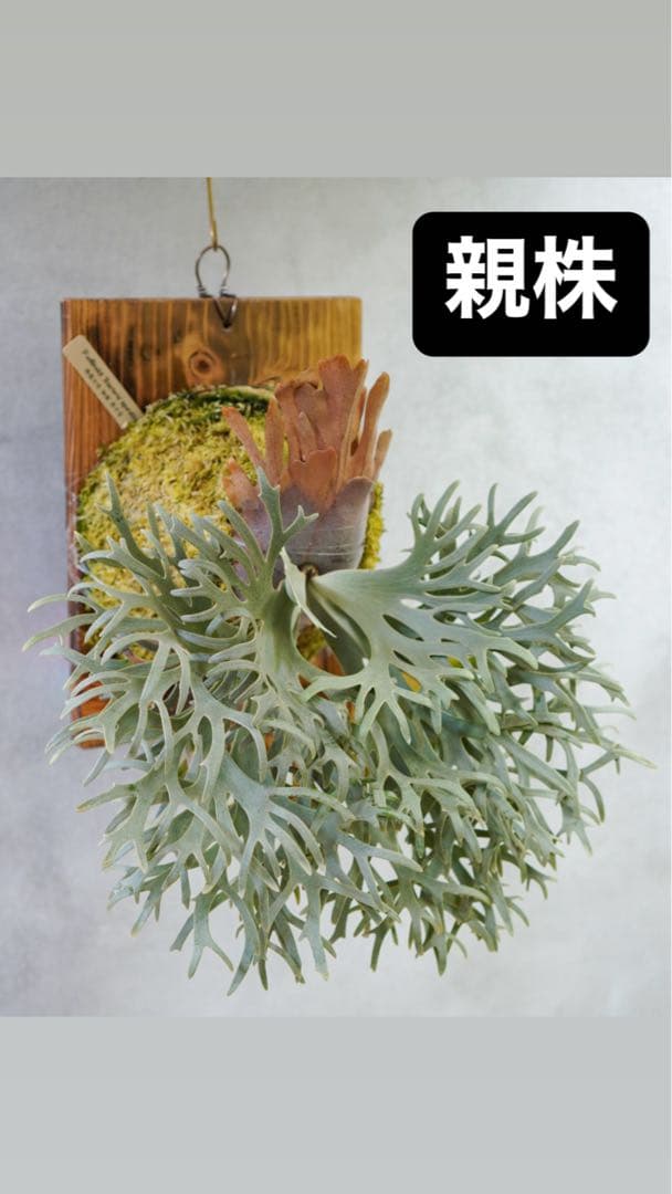 willinckii'Bacteria'spore PUPバクテリアビカクシダ②