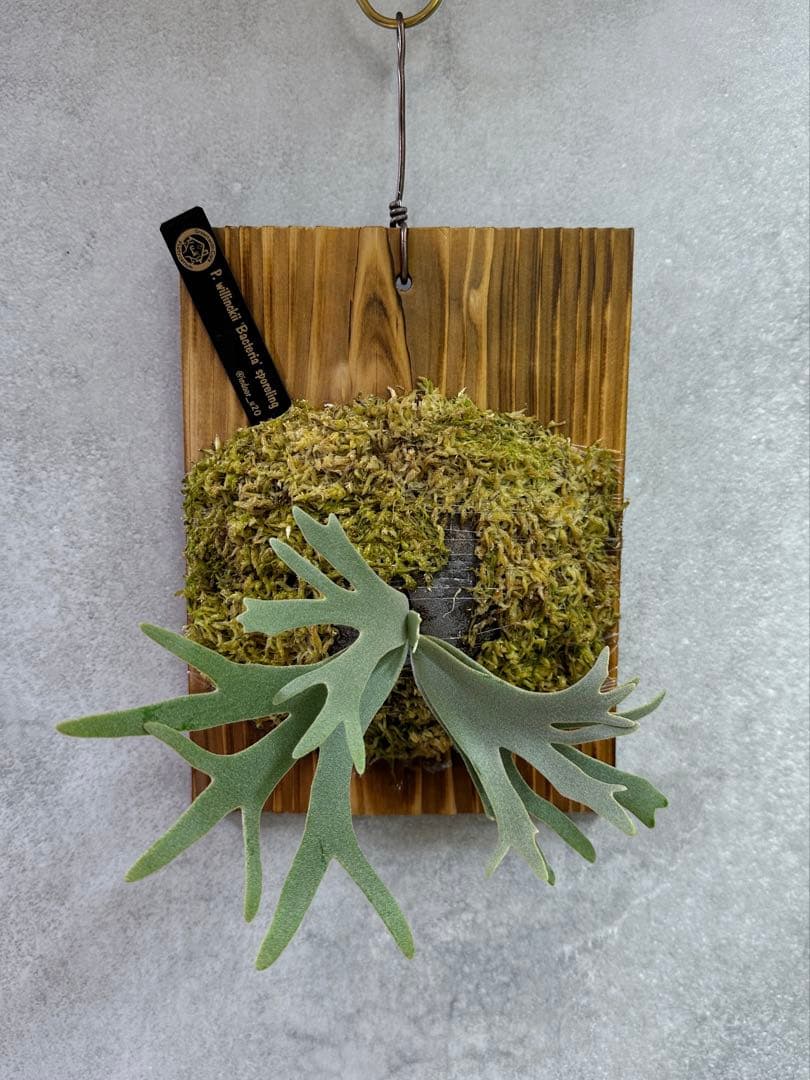 willinckii'Bacteria'spore PUPバクテリアビカクシダ②