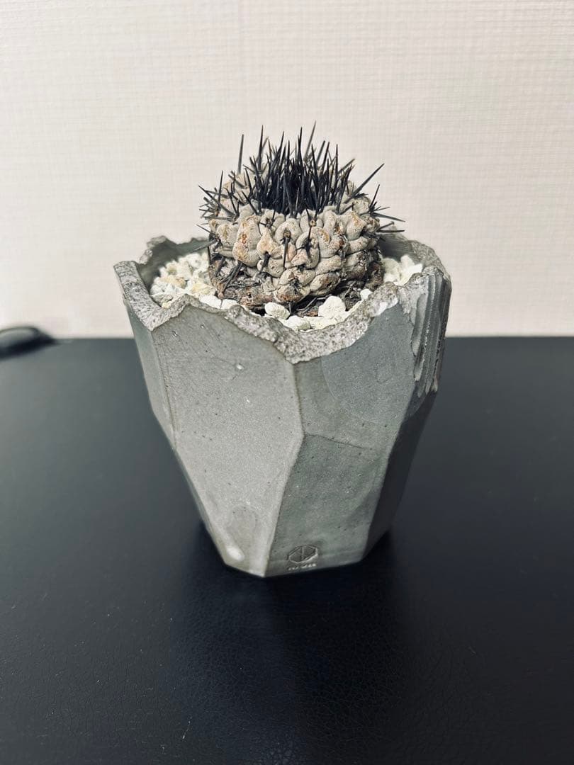 最終値下　コピアポアシネレア　現地球黒王丸　n/oh