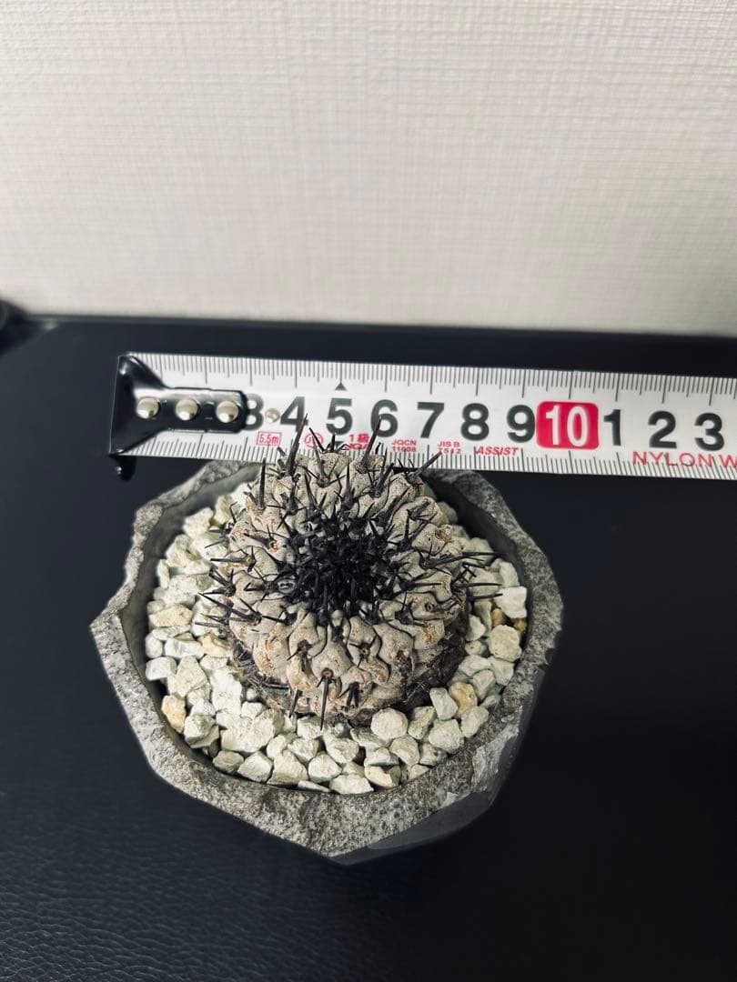 最終値下　コピアポアシネレア　現地球黒王丸　n/oh