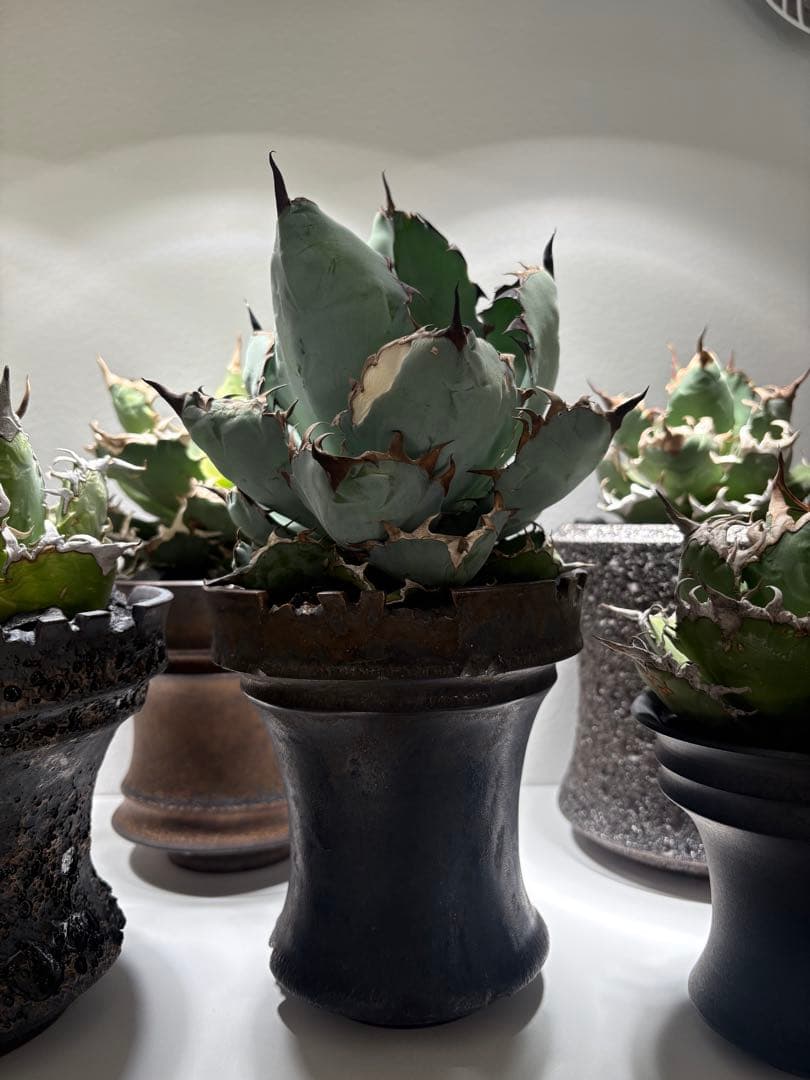 アガベ ブラックアンドブルー