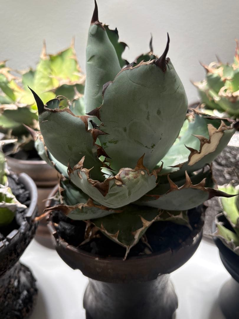 アガベ ブラックアンドブルー