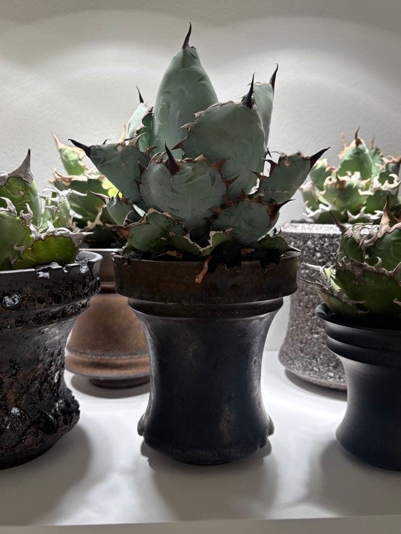 アガベ ブラックアンドブルー