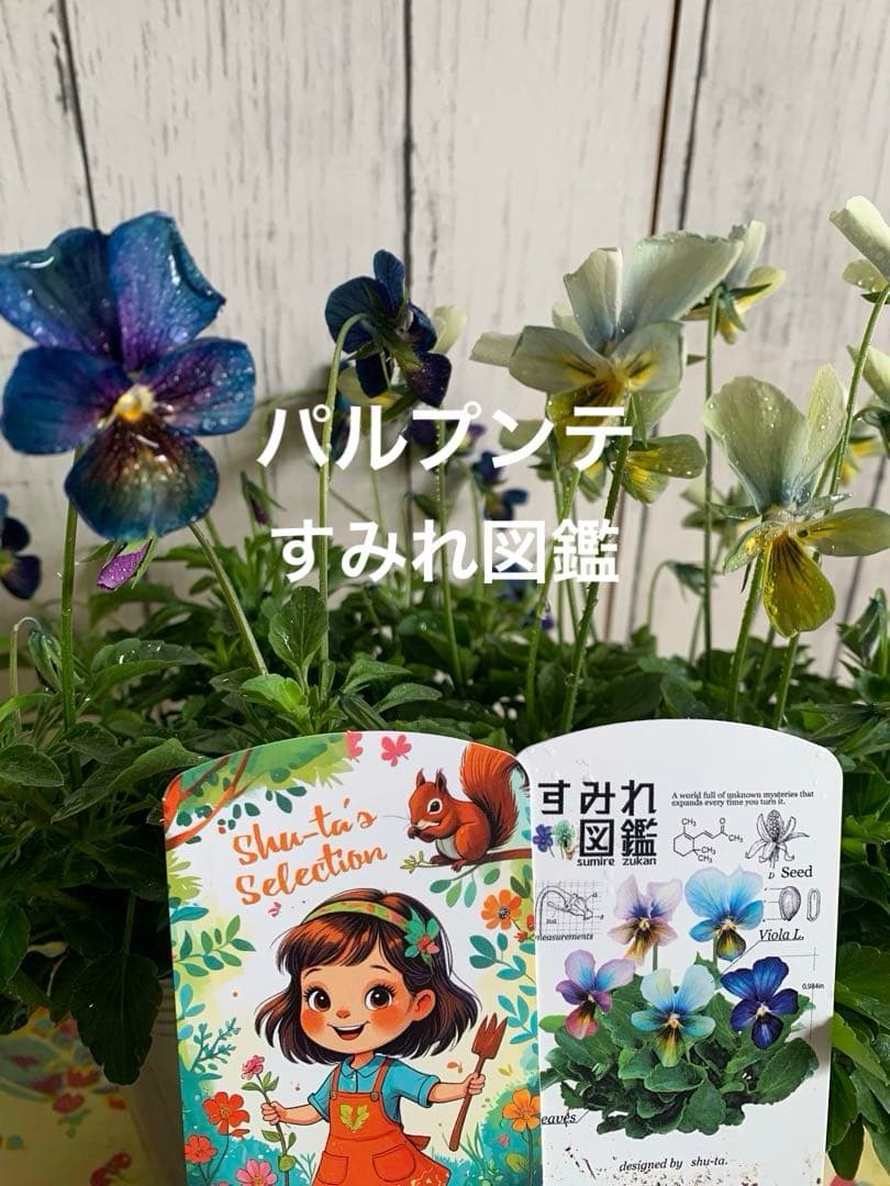 M*I様 パルプンテ　1苗 すみれ図鑑　1苗 shuta's selection