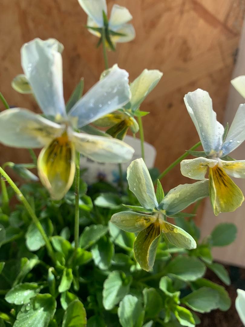 M*I様 パルプンテ　1苗 すみれ図鑑　1苗 shuta's selection