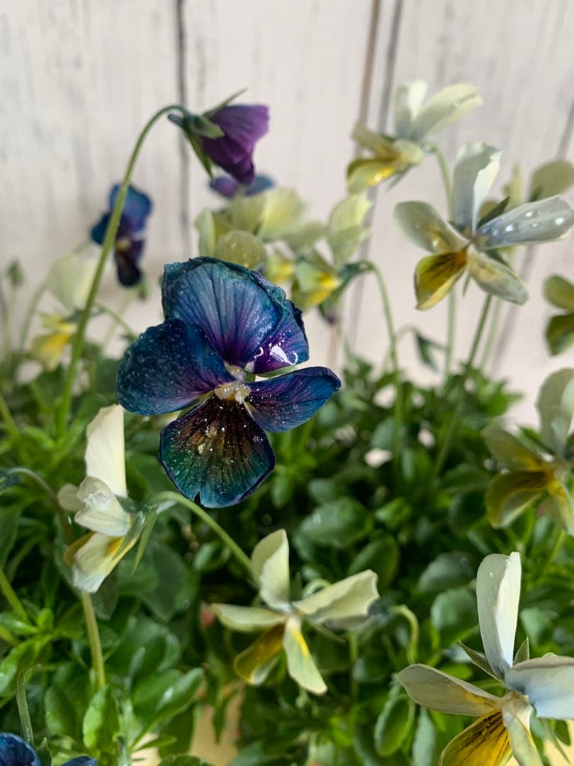 M*I様 パルプンテ　1苗 すみれ図鑑　1苗 shuta's selection