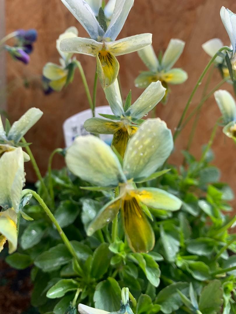 M*I様 パルプンテ　1苗 すみれ図鑑　1苗 shuta's selection