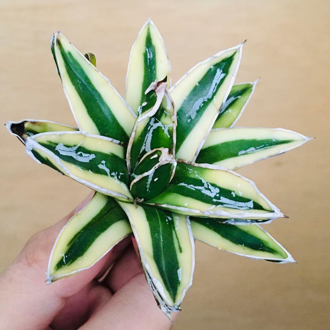 【稀少】9 笹の雪錦 クリーム覆輪斑 短葉 TC株 アガベ ビクトリアレジーナ
