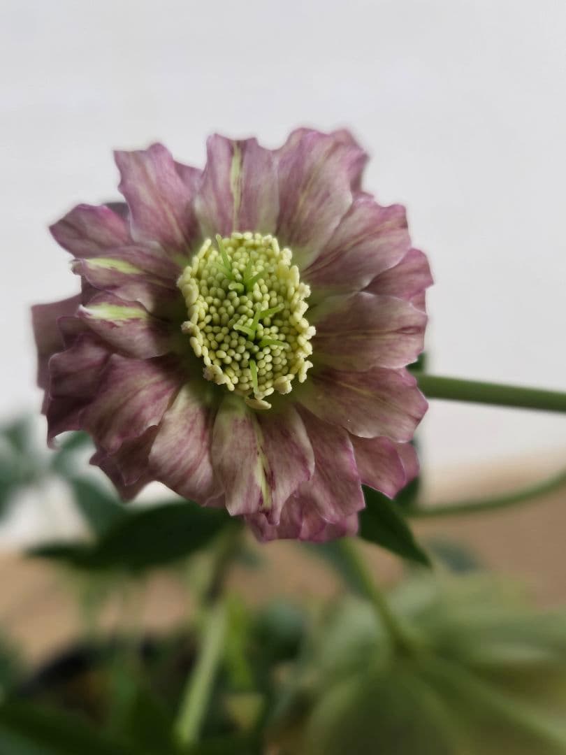 ☆クリスマスローズ☆多弁　変わり咲き☆4.5号鉢☆