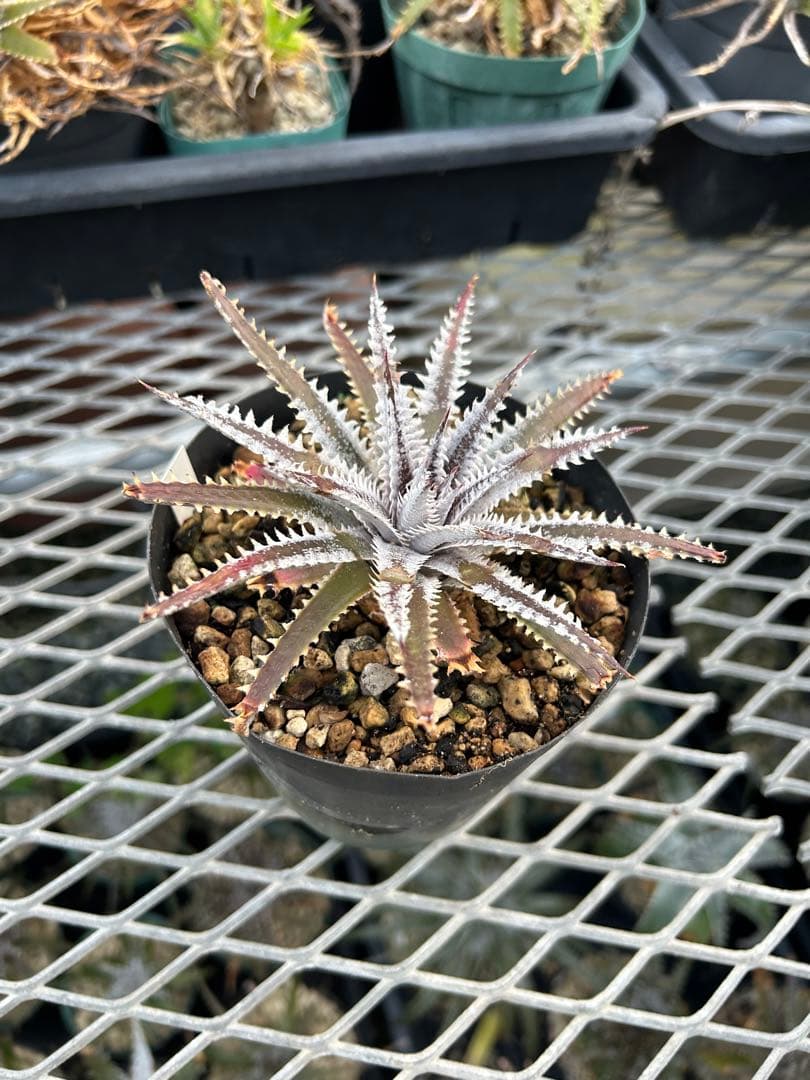 メガレア ビルベイカー ディッキア Dyckia First Cousin ⑴