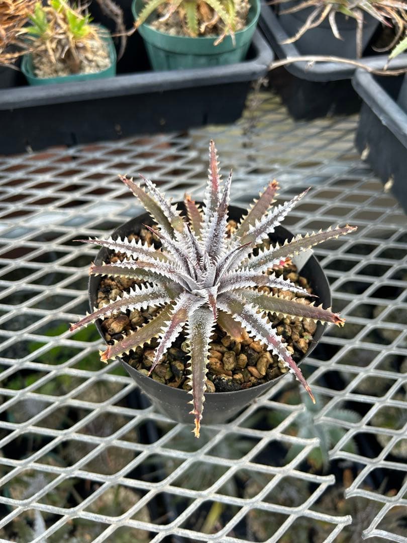 メガレア ビルベイカー ディッキア Dyckia First Cousin ⑴