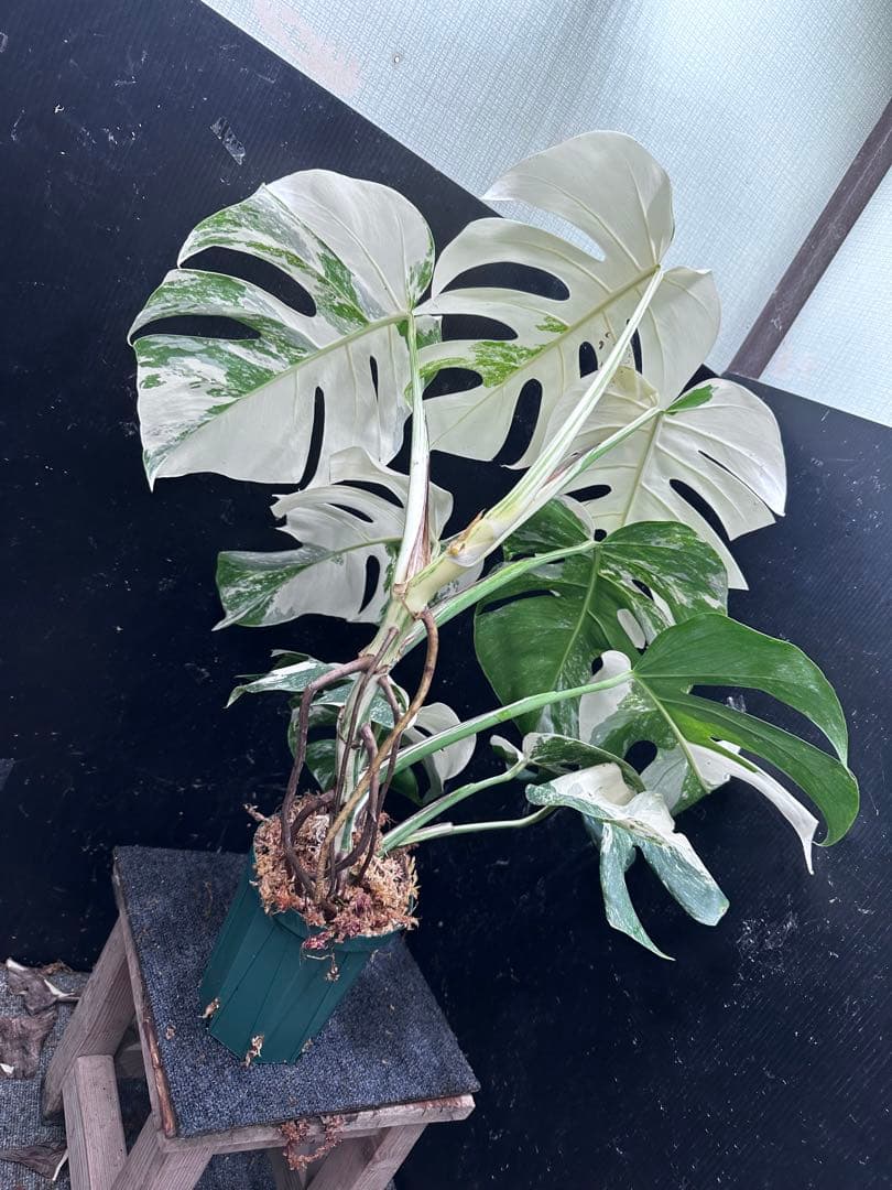 4*8様 斑入りモンステラ ホワイトタイガー極美大株75cm白斑多