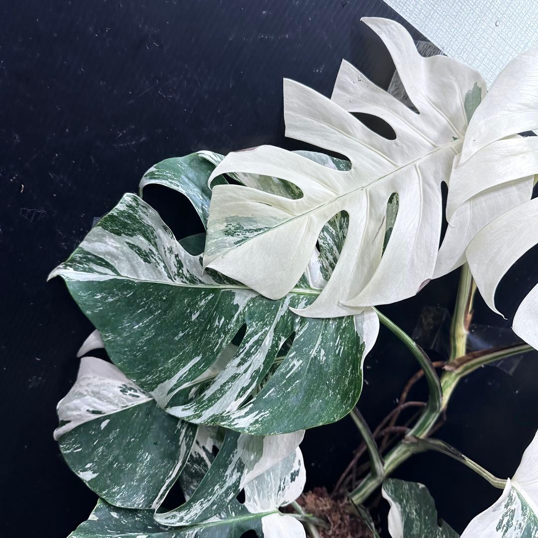 4*8様 斑入りモンステラ ホワイトタイガー極美大株75cm白斑多