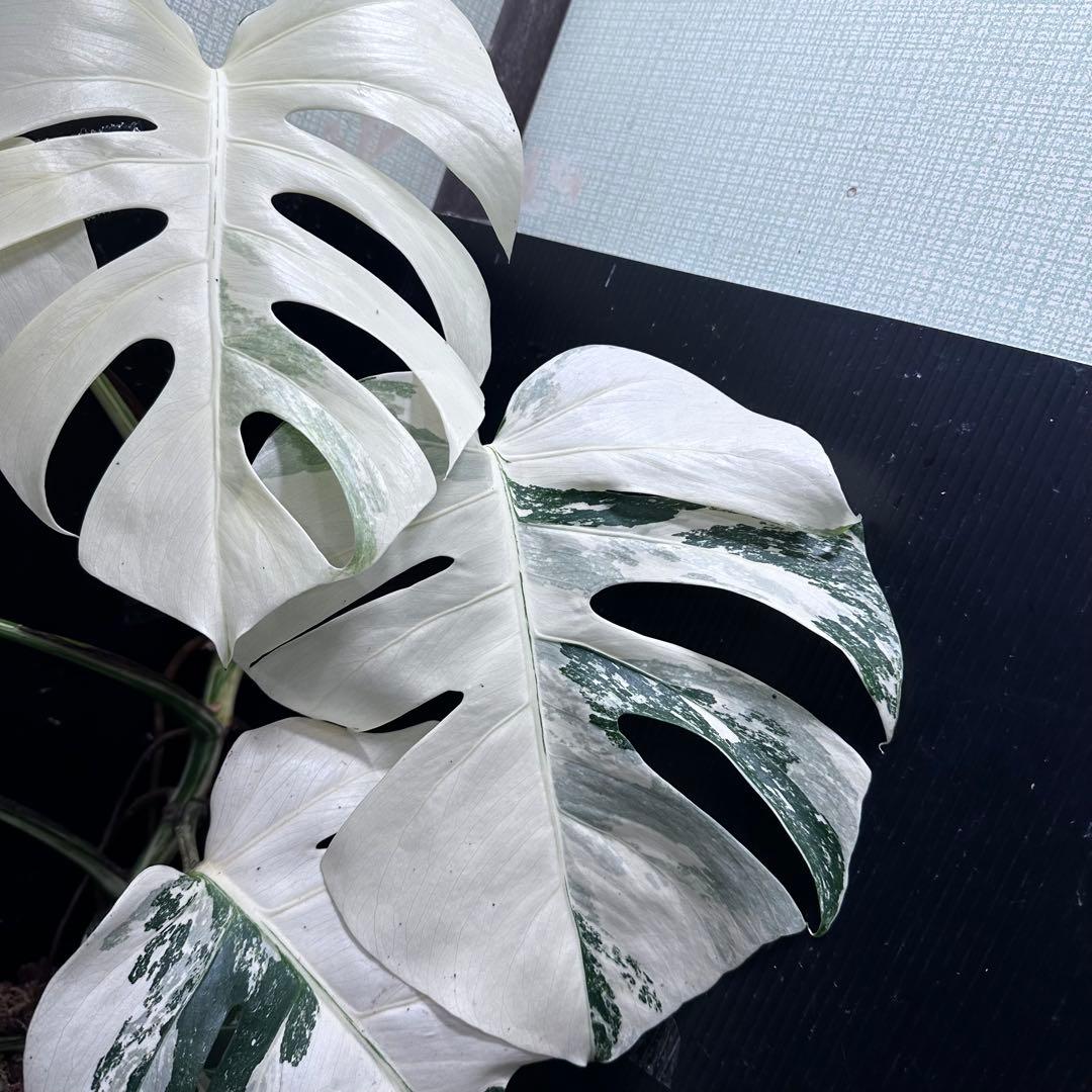 4*8様 斑入りモンステラ ホワイトタイガー極美大株75cm白斑多