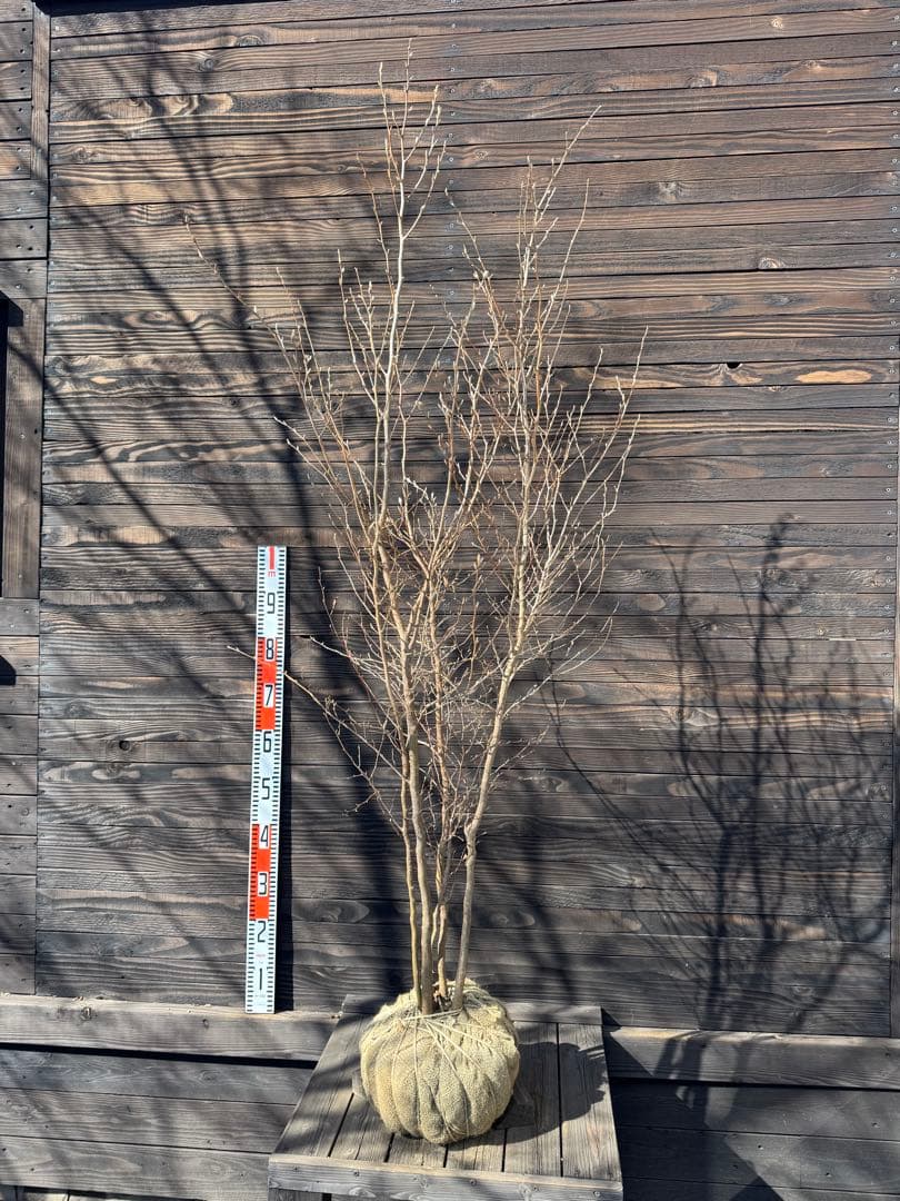 ヒメシャラ/株立ち【現品発送】管理80035