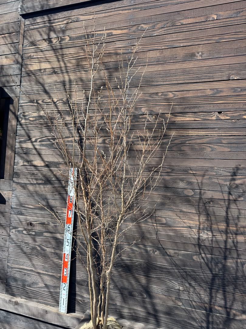 ヒメシャラ/株立ち【現品発送】管理80035