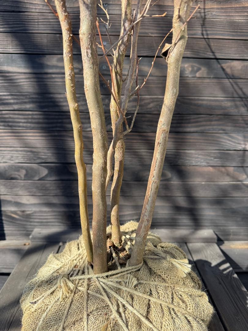 ヒメシャラ/株立ち【現品発送】管理80035