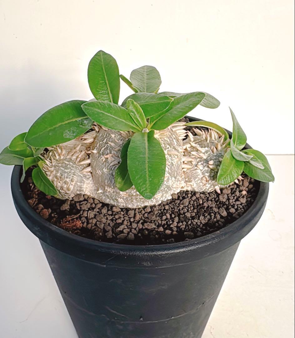 パキポディウム　ブレビカウレ　恵比寿笑い