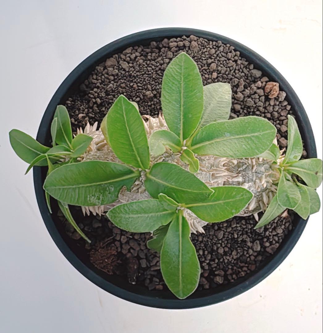 パキポディウム　ブレビカウレ　恵比寿笑い