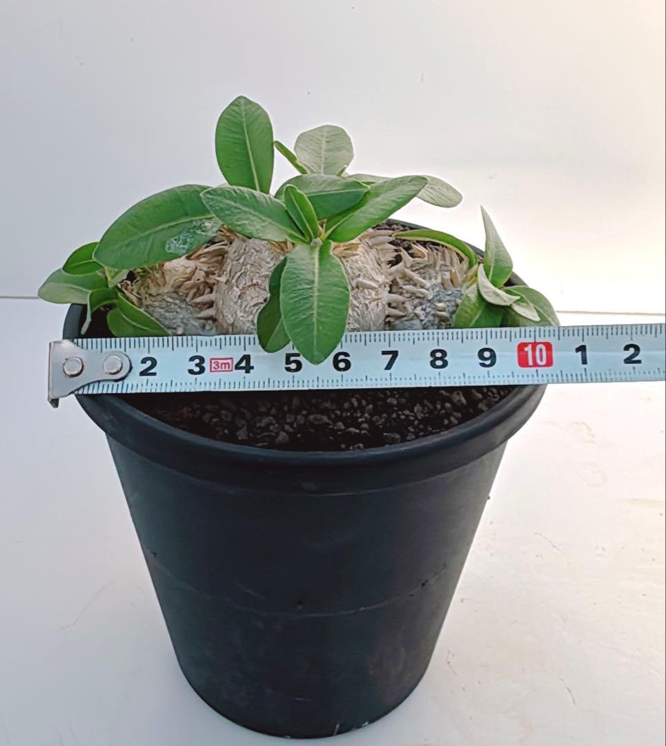 パキポディウム　ブレビカウレ　恵比寿笑い