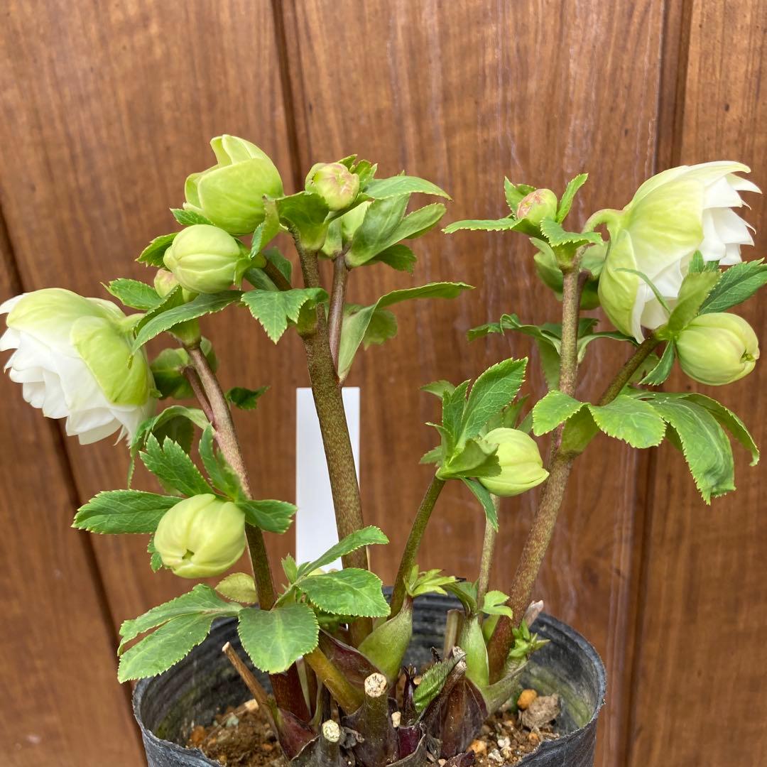 クリスマスローズ　開花株　3.5寸 　大木ナーセリー