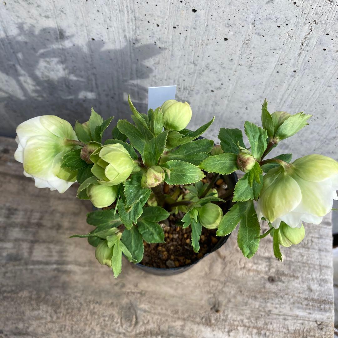 クリスマスローズ　開花株　3.5寸 　大木ナーセリー