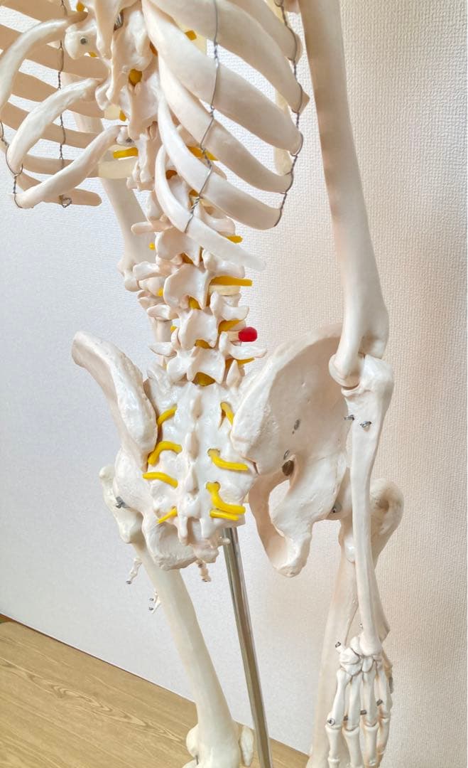 ☆レア 全身人体模型 骨格標本 約180cm 可動式 キャスター付き 医学 教材