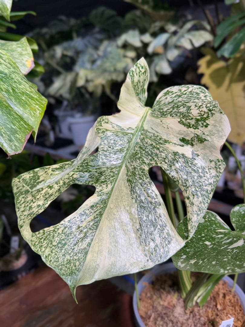 ル*ル様 1モンステラ　タイコンステレーション　スターライト