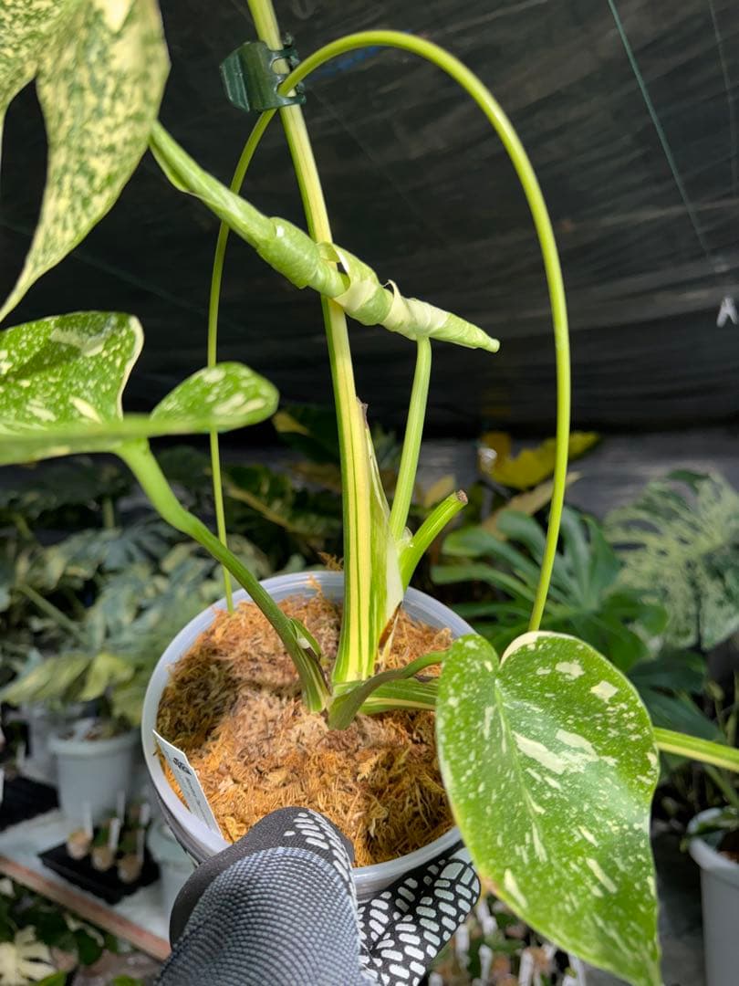 ル*ル様 1モンステラ　タイコンステレーション　スターライト