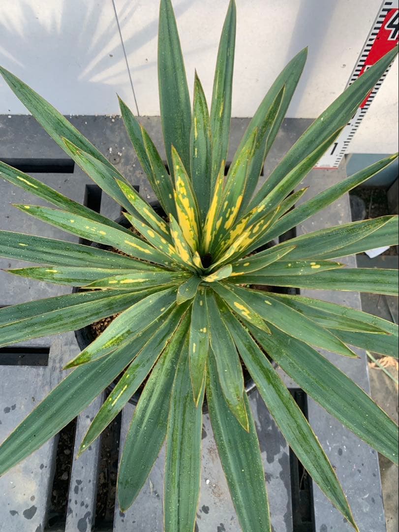 ユッカグロリオサ　散り斑