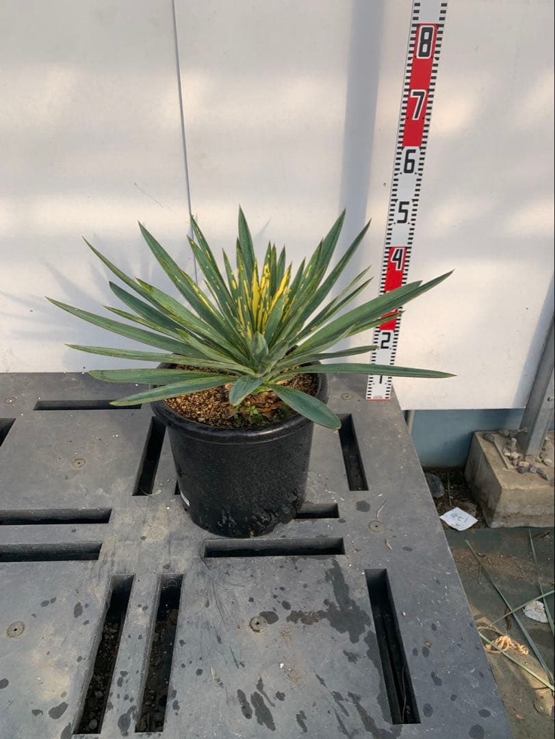 ユッカグロリオサ　散り斑