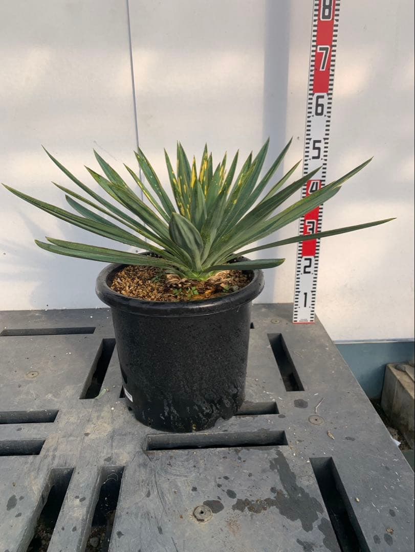 ユッカグロリオサ　散り斑