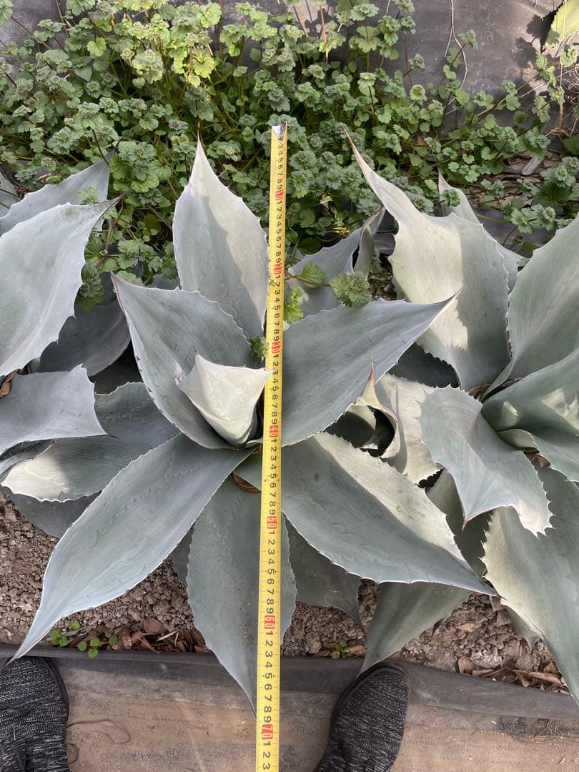 オバティフォリア vanquish様用(真ん中)