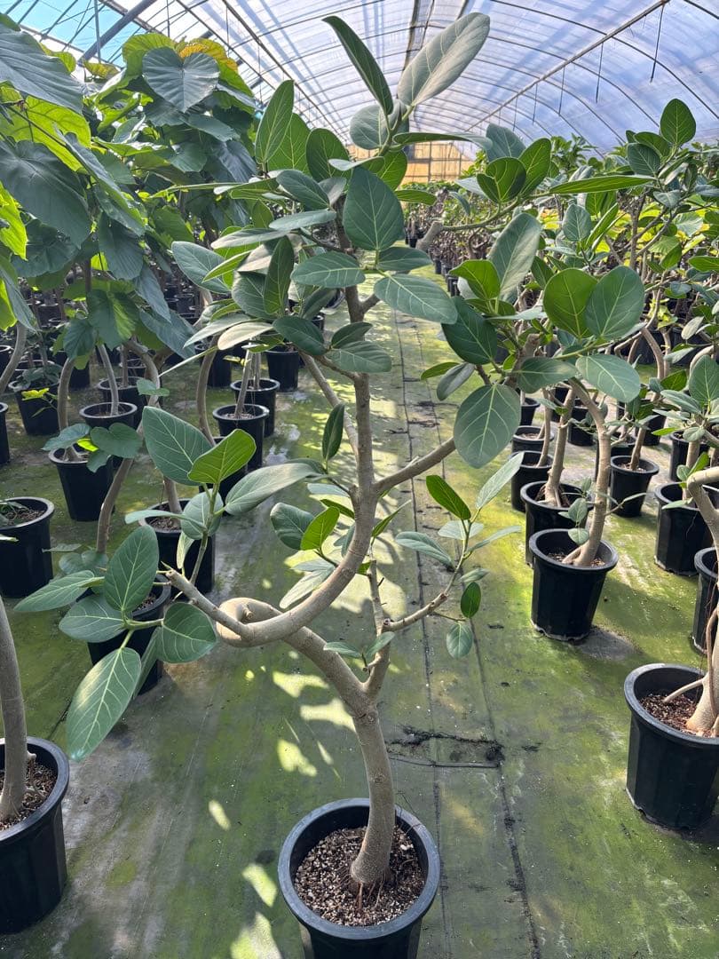 螺旋状のベンガレンシス10号　160センチ　現品