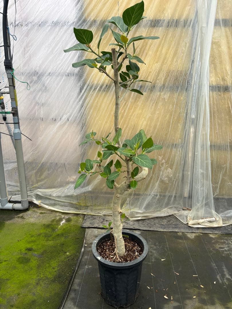 螺旋状のベンガレンシス10号　160センチ　現品