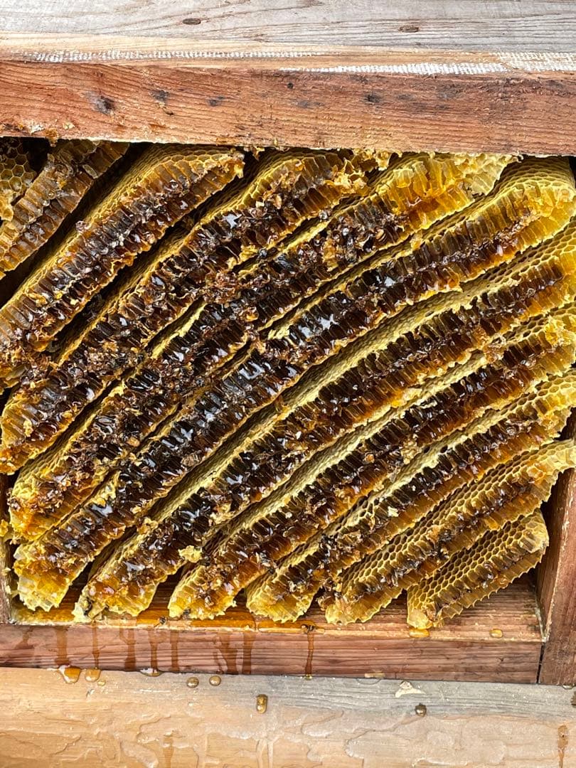 継箱一個追加！日本蜜蜂重箱式巣箱ハニーズハウス！スノコセット！超訳あり特価！