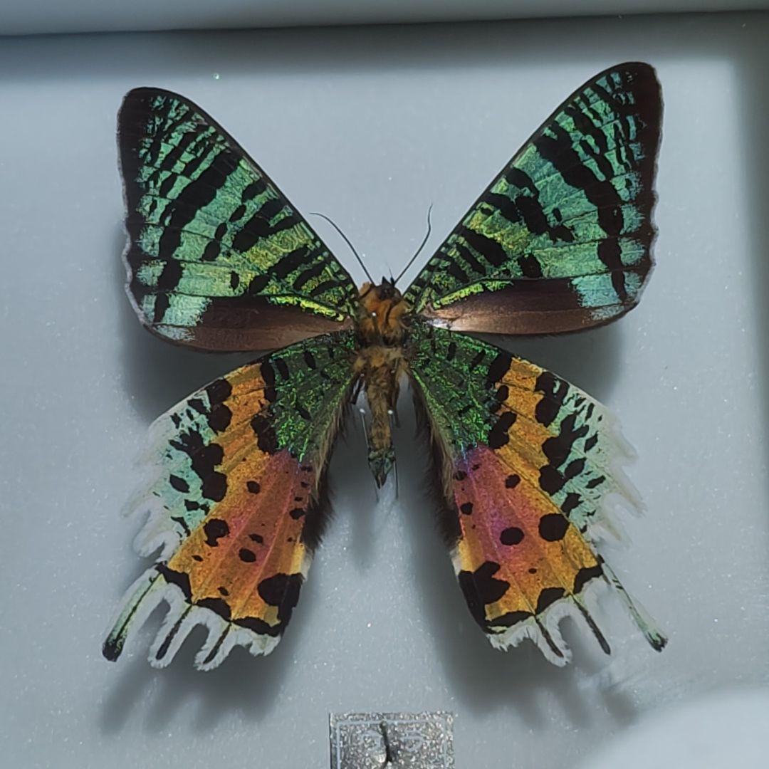 標本 ニシキオオツバメガ