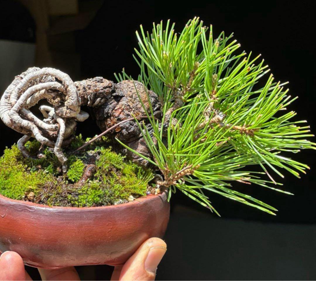 黒松盆栽