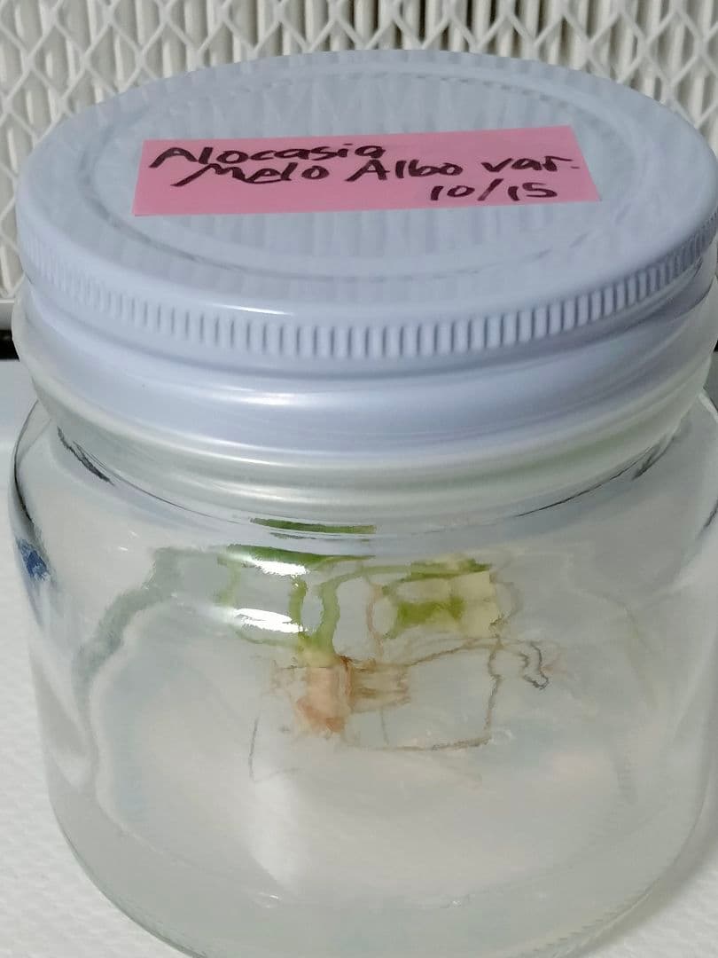 アロカシア メロ アルボ 斑入り Alocasia Melo var