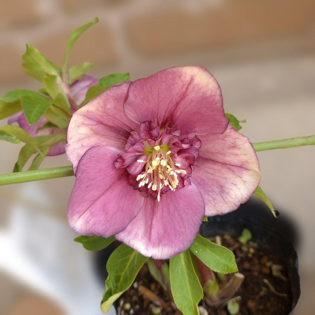 曽田園芸✨2株✨セミダブル✨オフホワイトとアンティークピンク✨クリスマスローズ✨