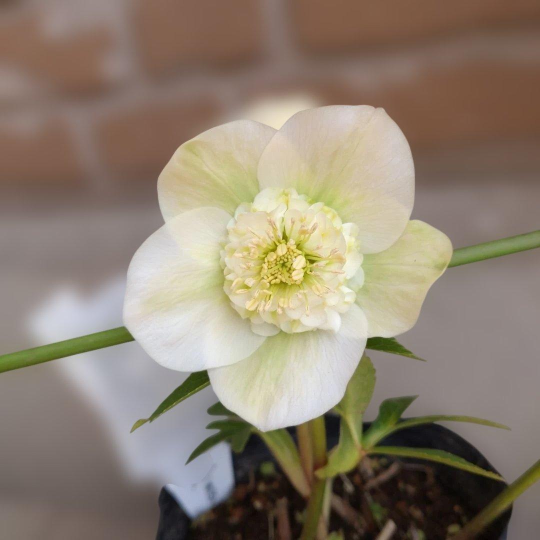 曽田園芸✨2株✨セミダブル✨オフホワイトとアンティークピンク✨クリスマスローズ✨