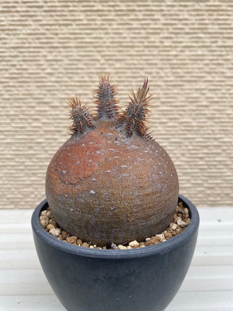 グラキリス　現地球　超まん丸　超低重心　ヤバ株　コレクション　選抜　厳選　赤肌