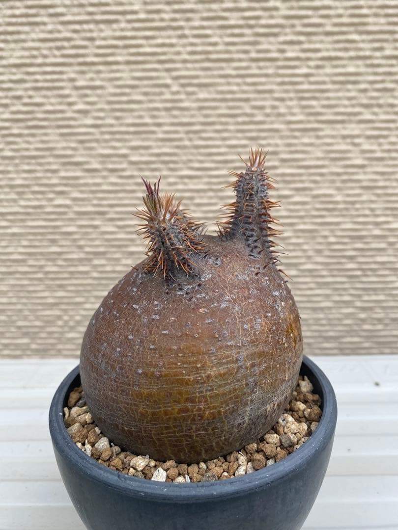 グラキリス　現地球　超まん丸　超低重心　ヤバ株　コレクション　選抜　厳選　赤肌