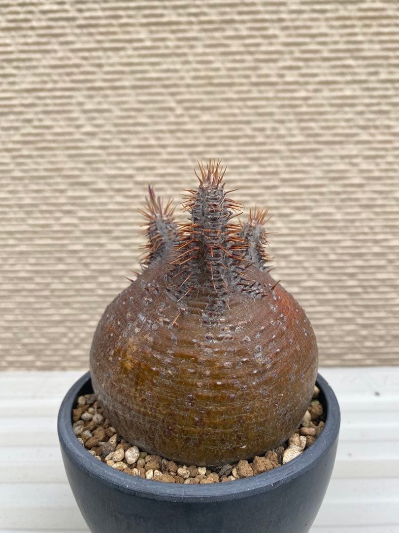 グラキリス　現地球　超まん丸　超低重心　ヤバ株　コレクション　選抜　厳選　赤肌