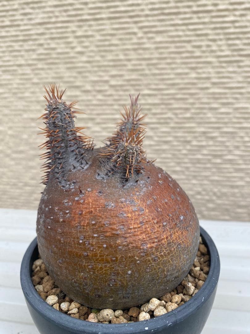 グラキリス　現地球　超まん丸　超低重心　ヤバ株　コレクション　選抜　厳選　赤肌