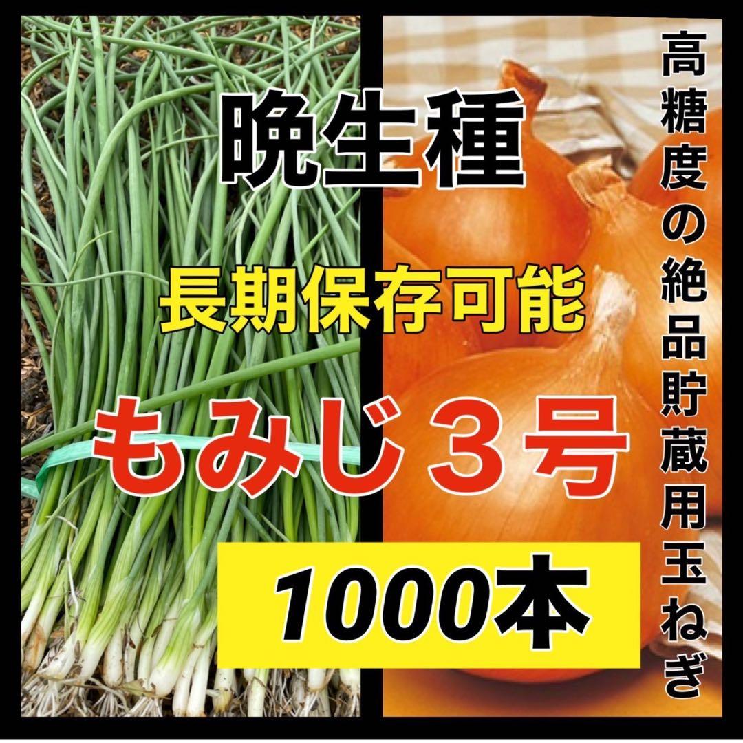 苗の専門店‼️晩生種もみじ1,000本‼️玉ねぎ苗