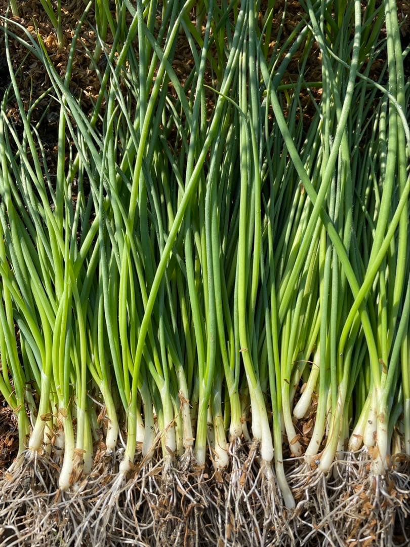 苗の専門店‼️晩生種もみじ1,000本‼️玉ねぎ苗