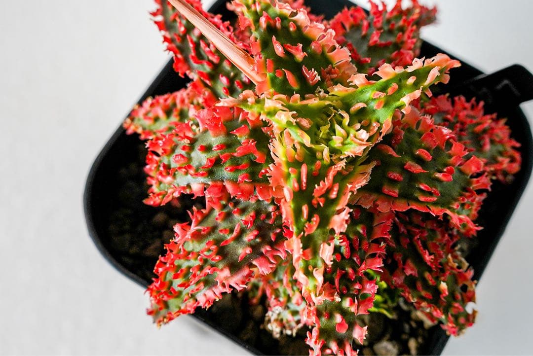 アロエハイブリッド